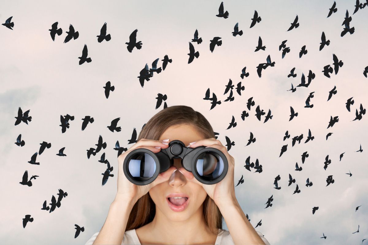 christmas bird count 2024