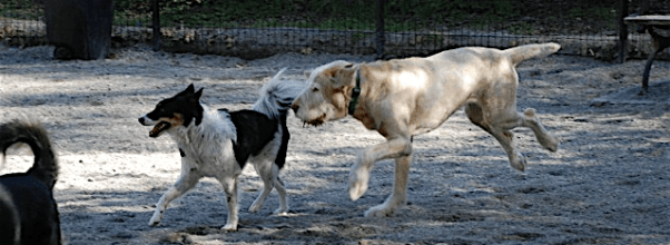 72nd Street Dog Run