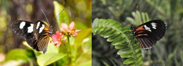 The Butterfly Conservatory Returns November 20