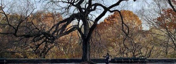 The Coolest Tree in NYC