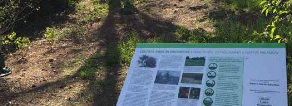 New Meadow in Central Park!