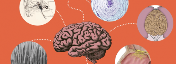 Our Senses: An Immersive Experience at the AMNH