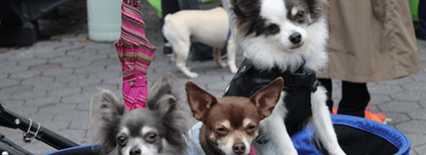 Dog Fair in Central Park!