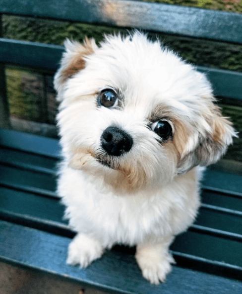 Cutest Dogs on the Upper West Side, Cute NYC Dogs