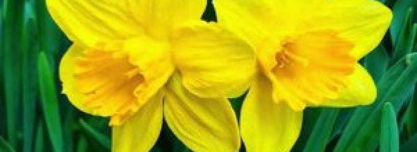 West Side Community Garden’s Annual Benefit Garden Party