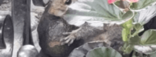 Avocado Squirrel