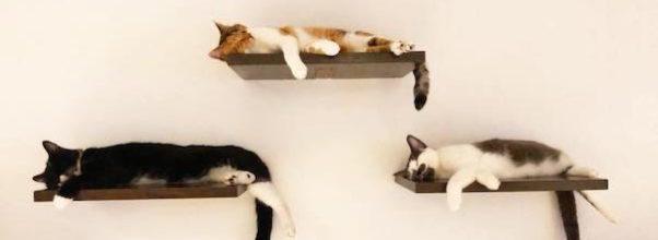 3 Cool Cat Cafes in NYC