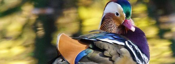 The Return of the Mandarin Duck