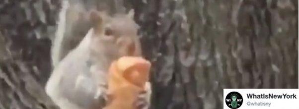Egg Roll Squirrel