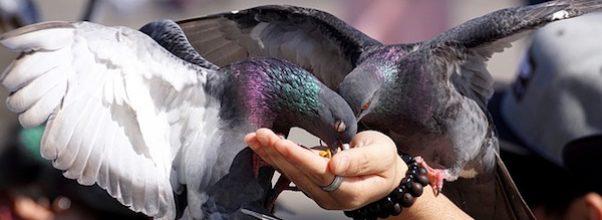 Possible Change in Rules on Feeding Wildlife in NYC Parks