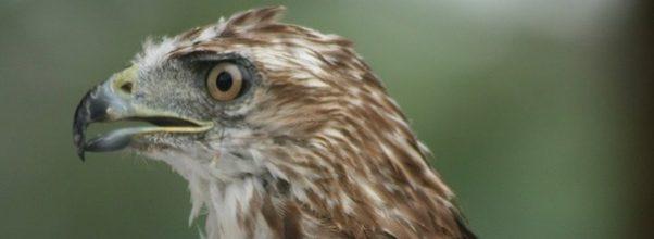 Bird Gets into Wall Street Scuffle, Now Safe on UWS
