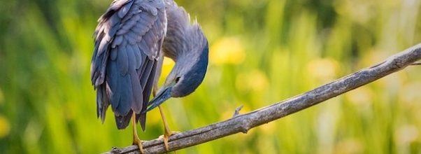 The Blue Heron of Central Park