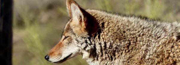 Coyote Sighting in Central Park