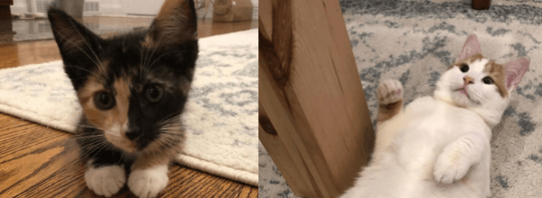 A Movie Screening For Cats