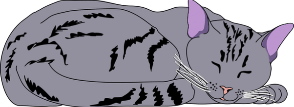 NYC’s Largest Cat Comes To UWS for Vet Appointment