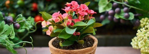 The 8 Best NYC Plant Stores