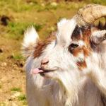 The Goats of Riverside Park
