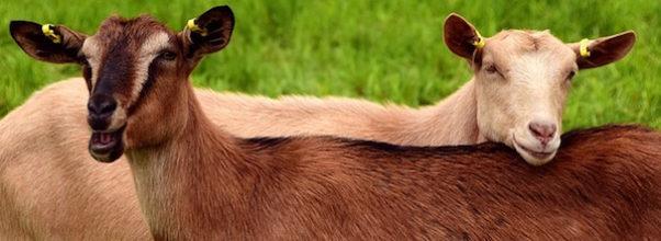 A Hint. About Goats.