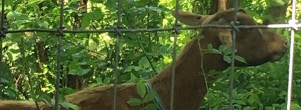 See the Goats in Riverside Park!