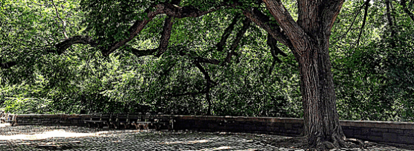 Fifth Annual NYC “Love Your Street Tree Day”