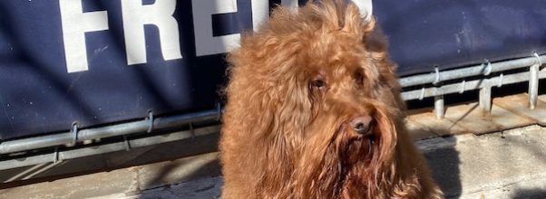 Where To Go Drinking (And Eating) With Your Dog!