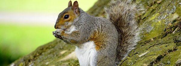 Central Park’s “Squirrel Census” Now Public