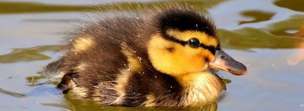 Linda Rosenthal Wants To Save The Ducks