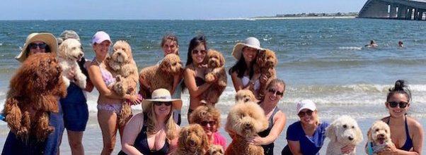 A Dog Beach for the Dog Days of Summer