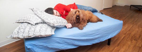 There’s A New Doggy Day Care Where A Human Attendant Will Sleep Next To Your Dog