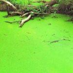 Toxic Algae Found in 2 UWS Parks