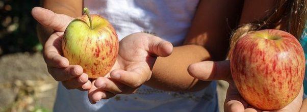 Family Fun + Apple Picking at Camp Settoga