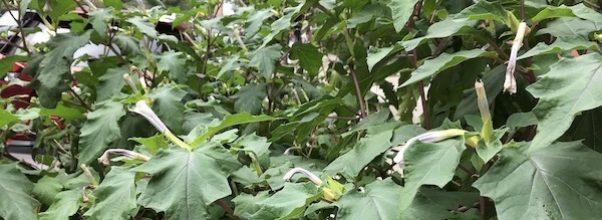 Another Jimson Weed Plant Appears at 96th Street