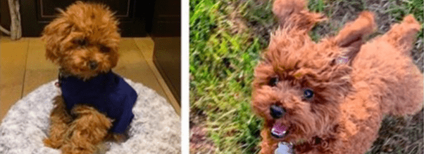 $10,000 Reward For Tory Burch’s Missing Dog