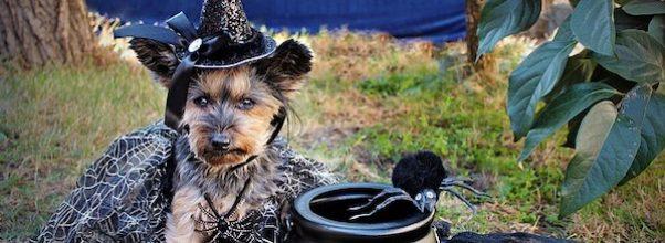 Howl-o-Ween Costume Party in Riverside Park