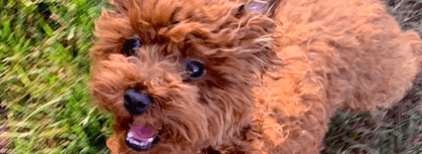 Tory Burch’s Dog Returns Home