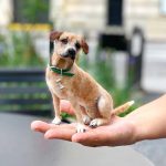Linda Facci, The Dog Felterer