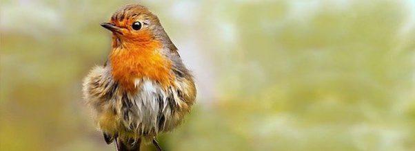 120th Annual Central Park Christmas Bird Count