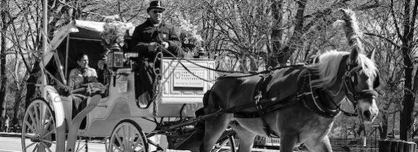A Horse Retirement Plan