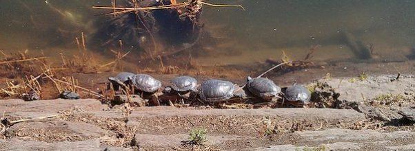 Turtles Are Invading Central Park