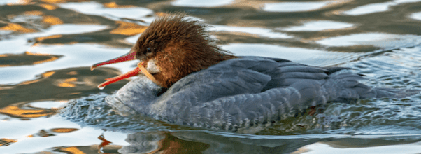 Duck in Central Park with Plastic Stuck in Bill