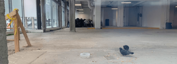 4 Pigeons Spotted in UWS Building