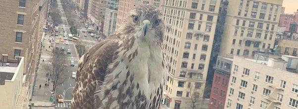 Red-Tailed Hawk Spotted Outside UWS Window