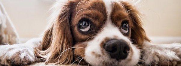AKC Canine Retreat Closing