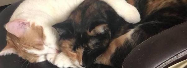 Keeping Our Pets Safe From The Coronavirus