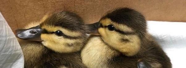 Ducklings Saved After Snapping Turtle Kills Mother
