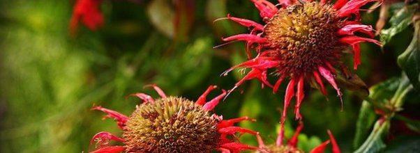 Plant A Flower For Mother’s Day