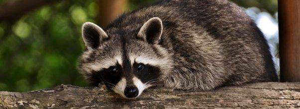 Recent Raccoon Sightings