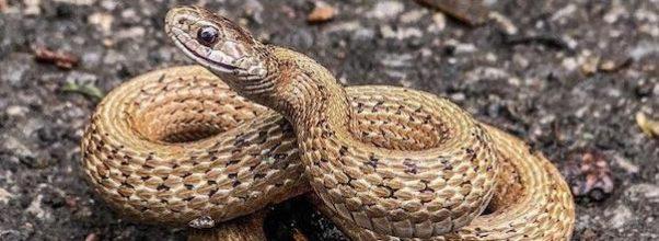 A Snake Sighting in Morningside Park