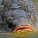 Boy Uses Bagel To Catch Giant Fish in Central Park