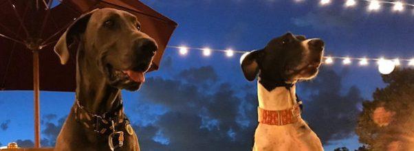 UWS Dogs Get Ready For Summer!